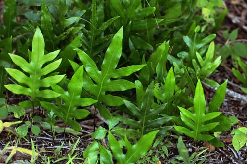 Monarch Fern