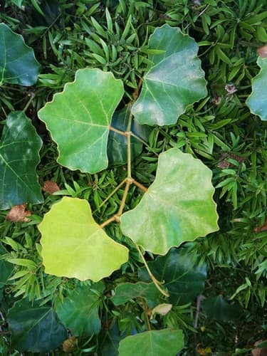 Common Forest Grape