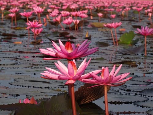 Red Water Lily