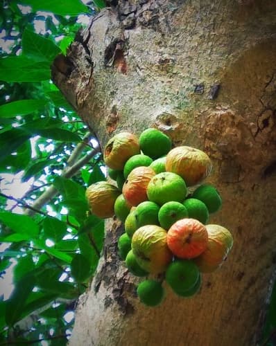 Cluster Fig Bonsai