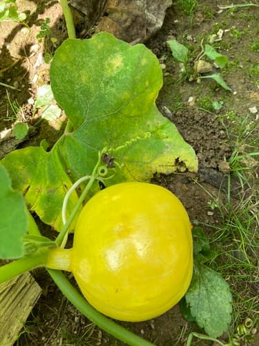 winter squash