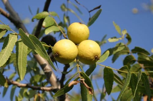 Southern California Walnut Bonsai