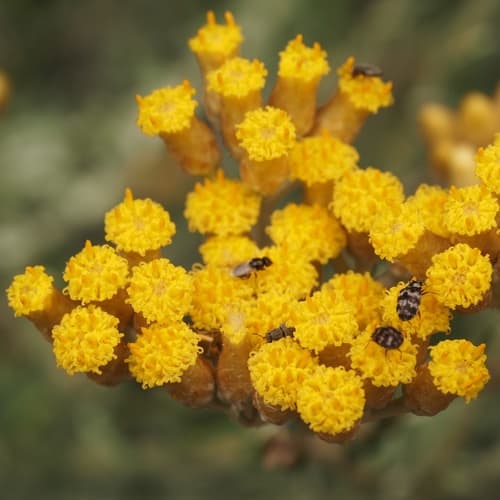Curry Plant