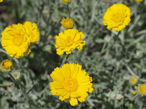 Desert Marigold