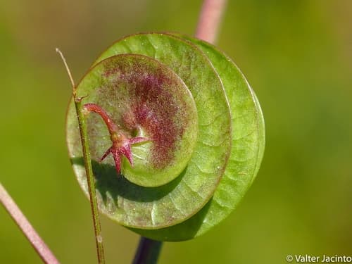 Button Medick