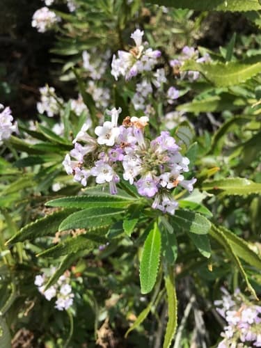 Hairy Yerba Santa
