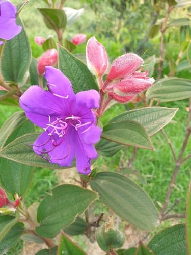 Glory bush