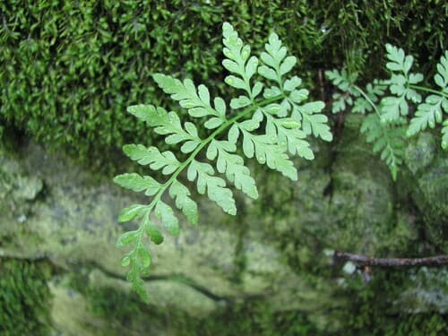 Mackay's Fragile Fern