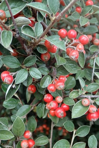 Franchet's cotoneaster