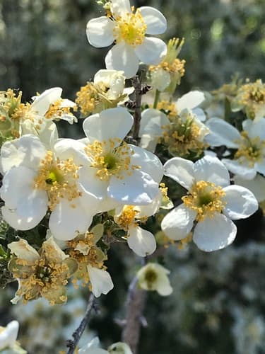 Stansbury's Cliffrose Bonsai