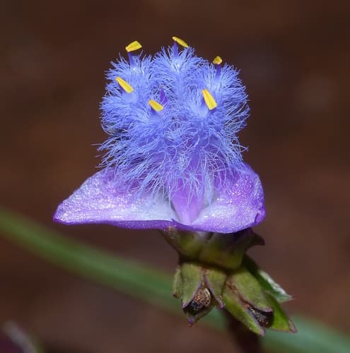 Showy Blue Ear