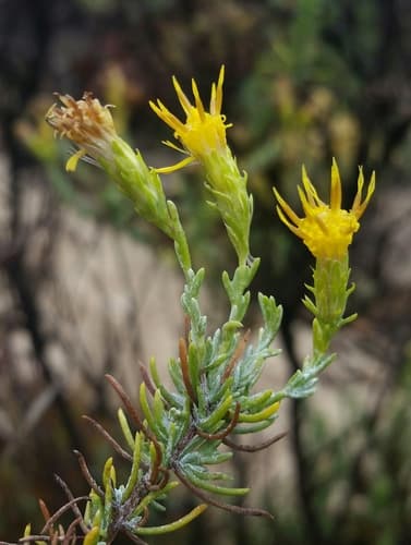 California Goldenbush