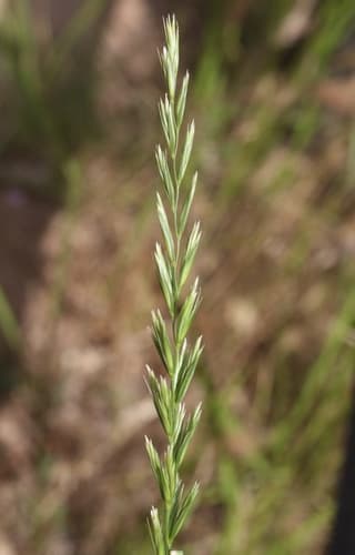 Creeping wild rye