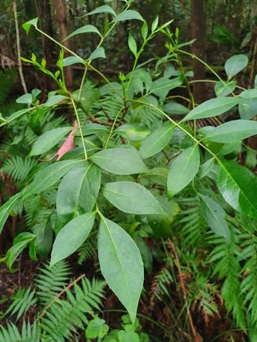 Elderberry Panax