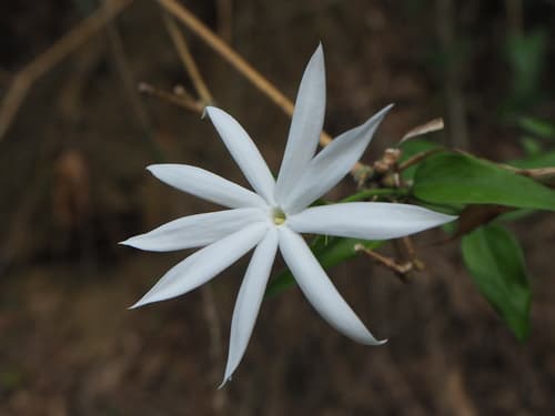 Wild Kund Jasmine Bonsai