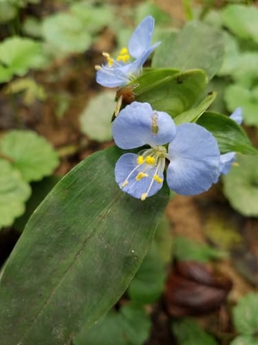 Virginia Dayflower Bonsai
