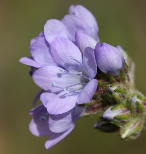 California Gilia