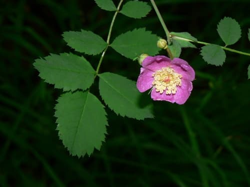 Baldhip Rose
