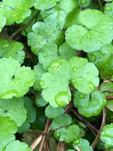 waxweed pennywort