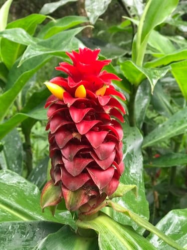 Red Tower Ginger