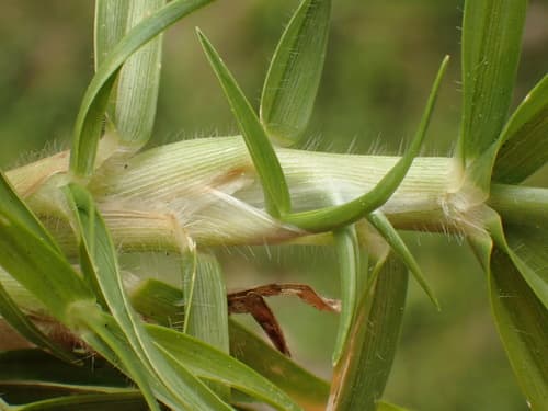 Kikuyu Grass
