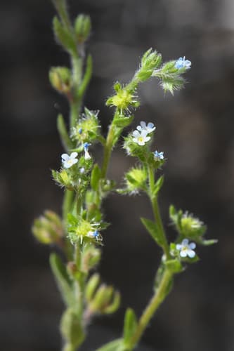 Flatspine Stickseed