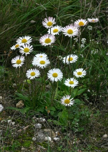 Southern Daisy (Not a Bonsai)