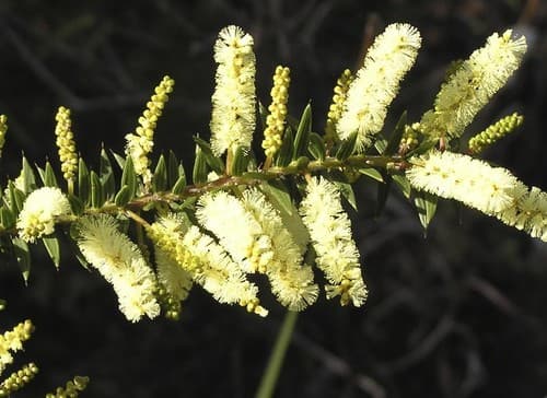 Spike Wattle Bonsai