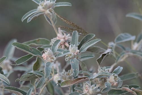 Woolly Croton
