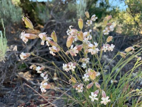 Douglas' Catchfly