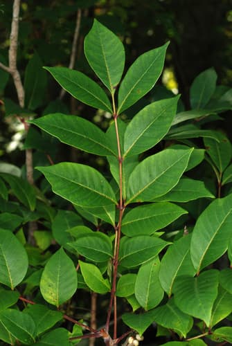 Poison Sumac