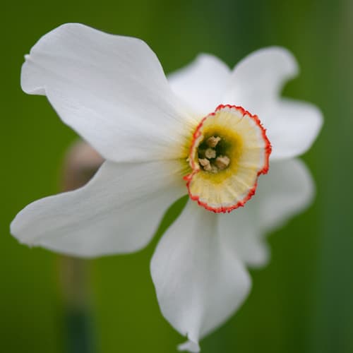 Poet's Narcissus