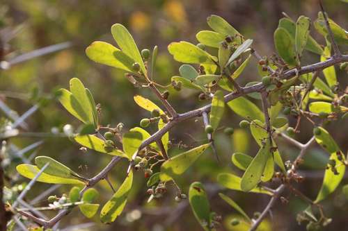 Confetti Spikethorn