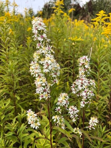 Arrow-leaved Aster