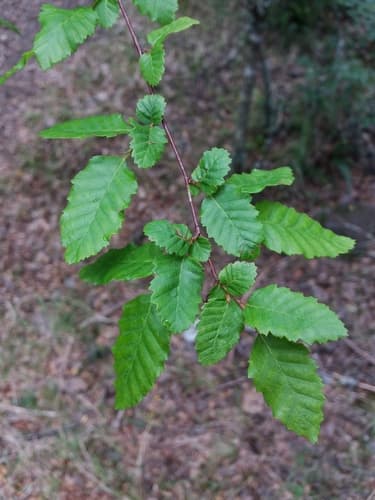 Patagonian oak