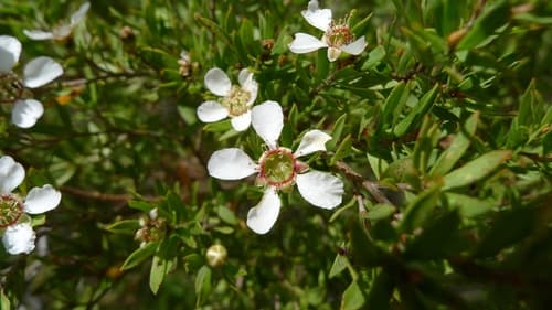 Paperbark Tea Tree Bonsai