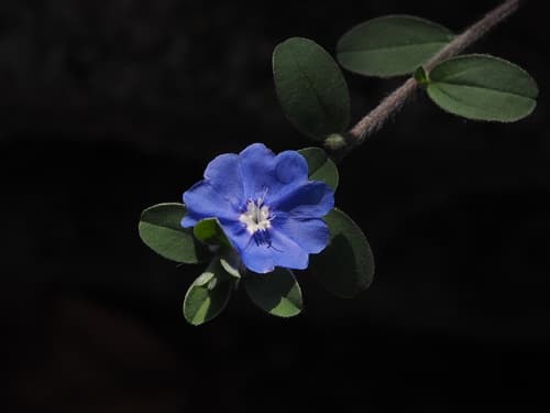 Blue Daze
