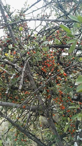 Redberry Mistletoe