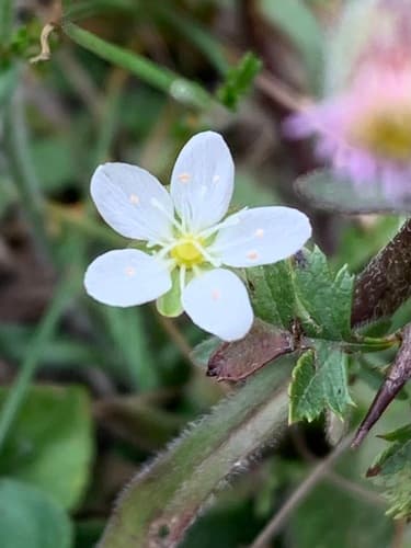 Knotted Pearlwort