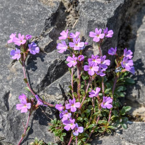 Fairy Foxglove