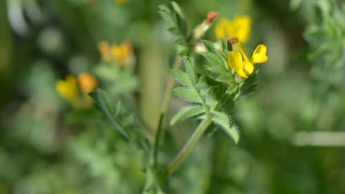 Yellow Serradella