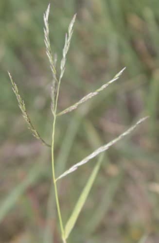green sprangletop