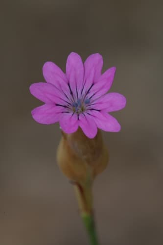 Hairypink