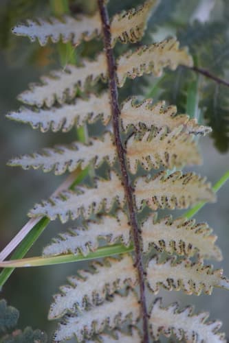 Golden Lipfern