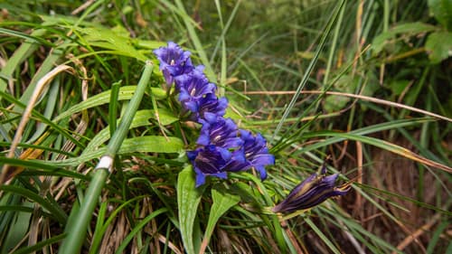 Willow Gentian