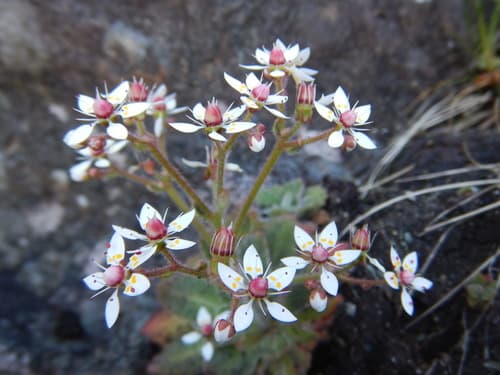 Russethair Saxifrage Bonsai