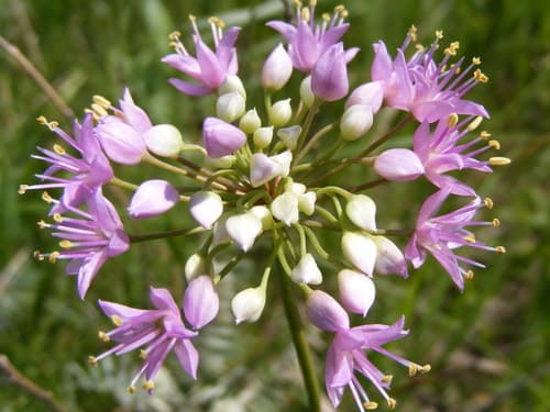 Prairie Onion