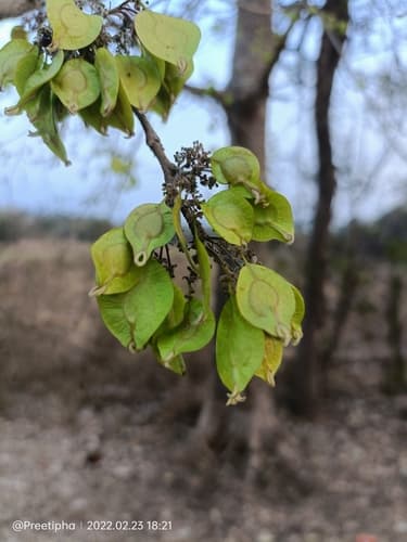 Indian Elm