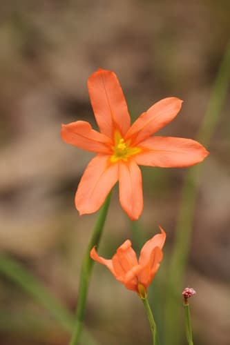 Great Tulip