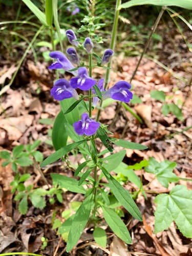 Helmet skullcap